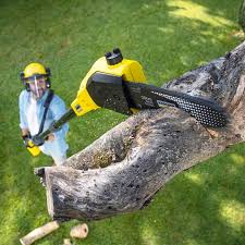 Professional Tree Removal in Lamar, TX